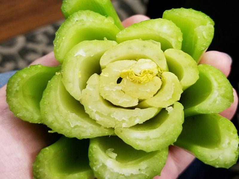 Celery Juicing - Joanna Vargas