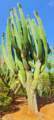 The Natural Antioxidant Of The Cactus Fruit
