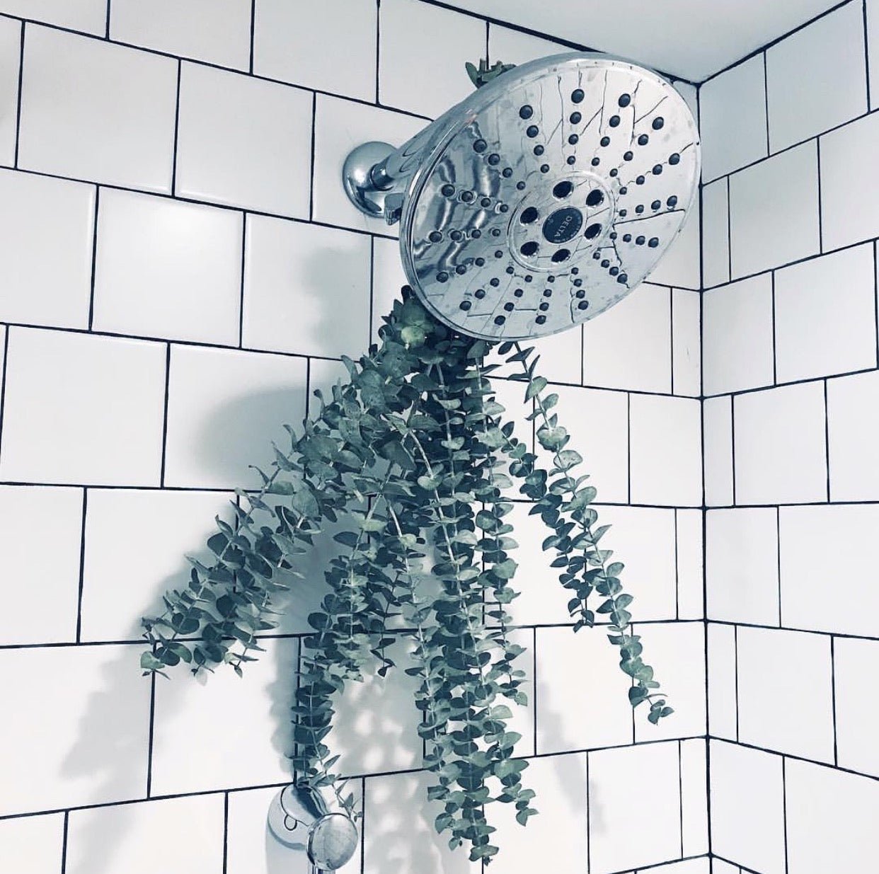 Eucalyptus for the Shower - Joanna Vargas